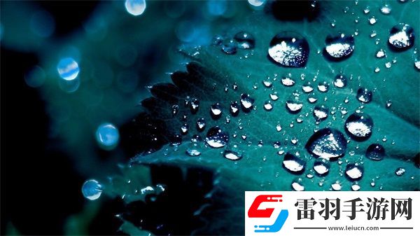 四葉草M碼和歐洲碼的888區(qū)別