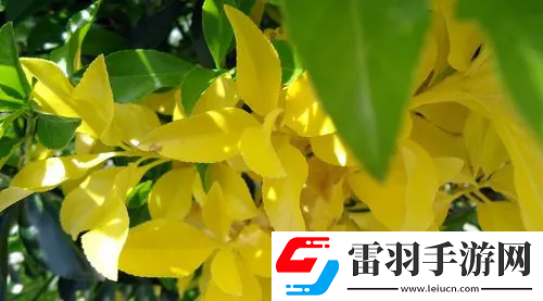 歐洲lv尺碼大：尺碼知多少？歐洲LV尺碼大解析！