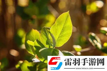 豐年經(jīng)繼拇中文3優(yōu)惠活動：核心內(nèi)容、參與方式以及如何最大化利用！