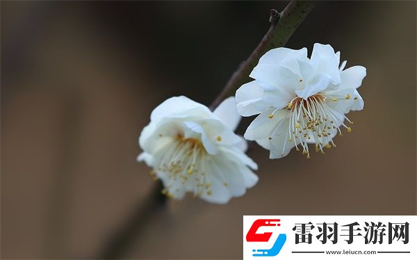 三個(gè)媳婦一鍋燴大團(tuán)圓婚禮如何實(shí)現(xiàn)大團(tuán)圓