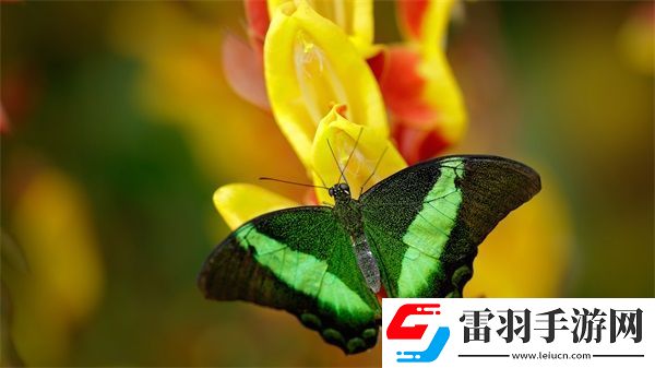 糙漢1/NH