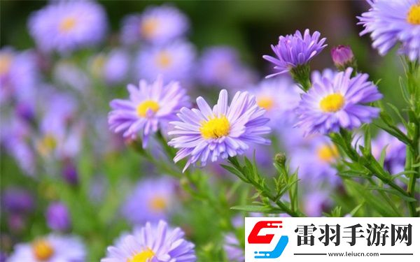 女婿有勁槍槍到底