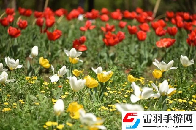 單身男女觀看免費(fèi)完整版：光影重現(xiàn)的神秘視界，享受前所未有的視覺(jué)盛宴！