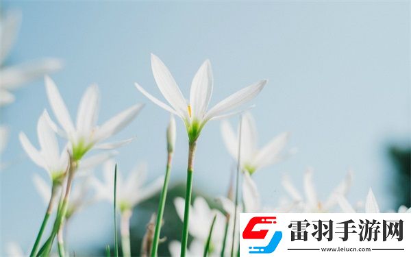 YSL千人千色T9功能全解析