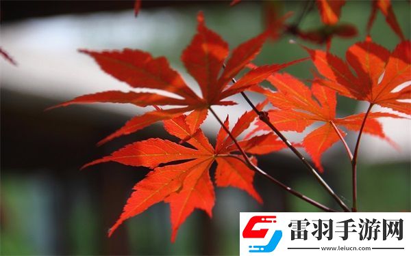 歐美致敬很多經(jīng)典的黑白mv