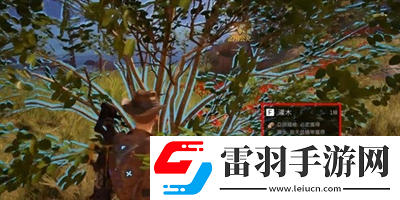 雪山亞麻采集方法介紹