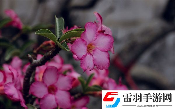 被合租糙漢