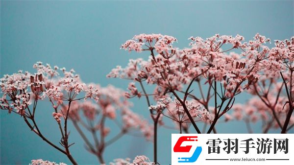 19歲最強(qiáng)RAPPER老狼