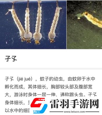 子孓是哪種動物的幼蟲