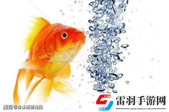 一夾一放怎么放與錦鯉吸水區(qū)別解析