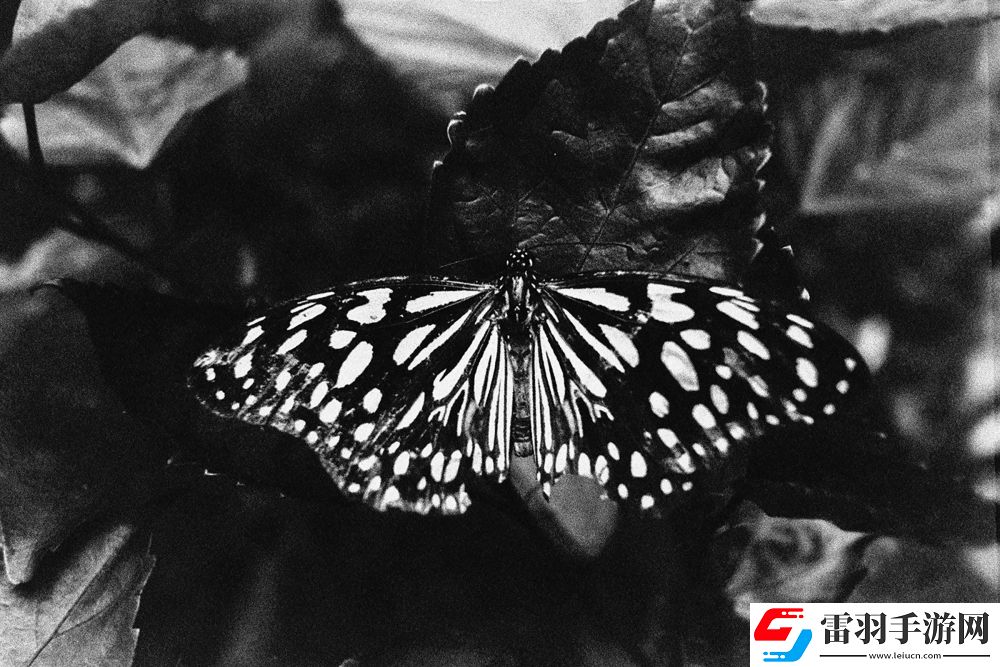 2024街頭霸王挑戰(zhàn)賽”獲獎(jiǎng)結(jié)果正式揭曉