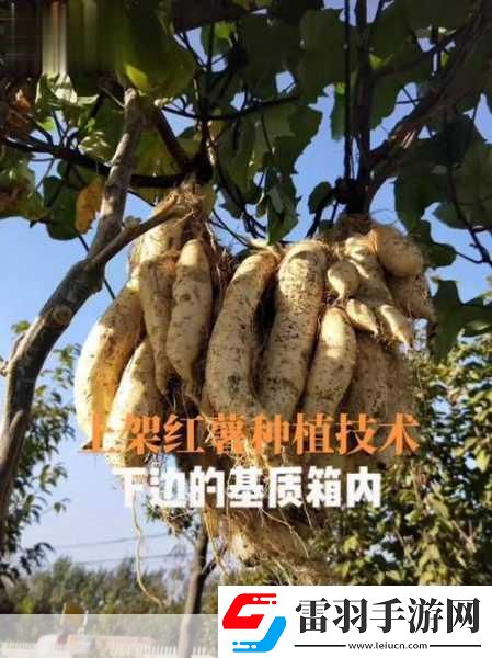 探索紅薯結(jié)薯之謎