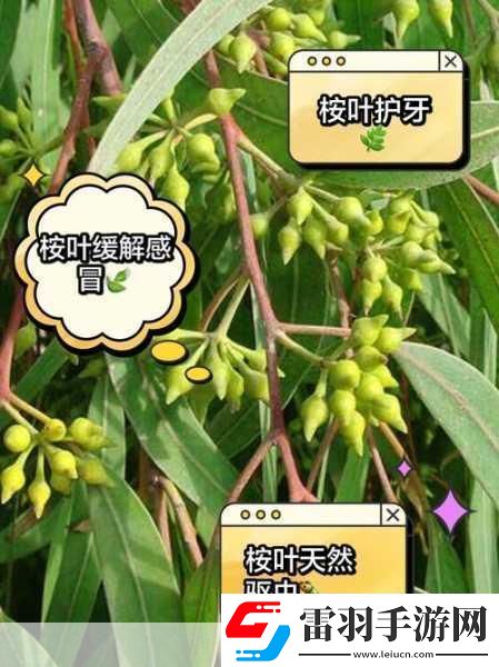 探秘自然奇趣手游玩家也能成為生態(tài)小達人！——桉樹葉背后的美食家揭秘