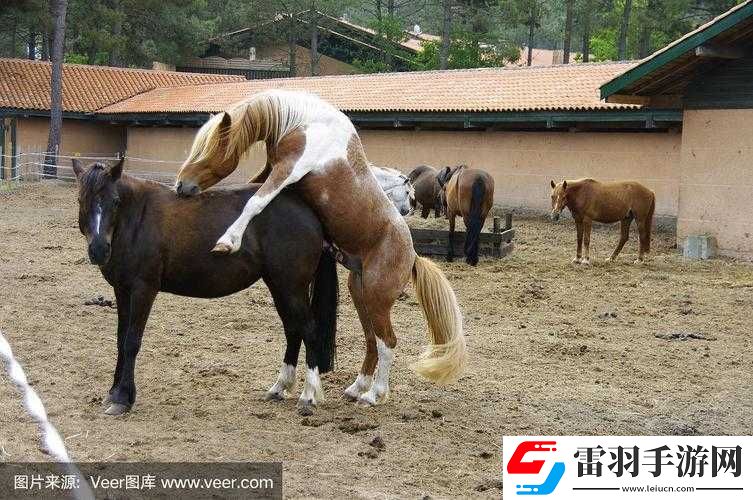 馬是如何進(jìn)行配種的