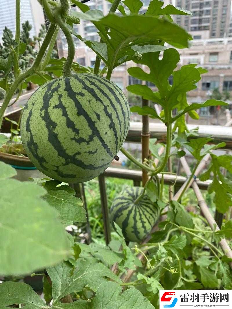 五一吃瓜