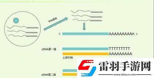 RNA
