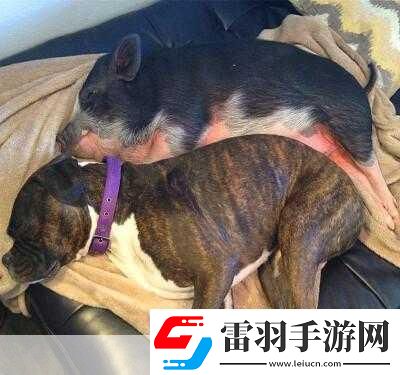 人or豬or狗熱度超高