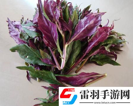一家六口掃墓后誤食致命毒草