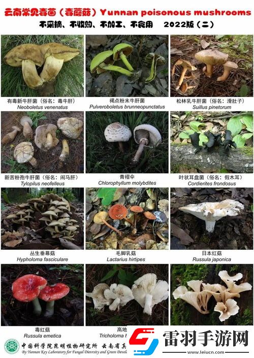 一家六口掃墓后誤食致命毒草