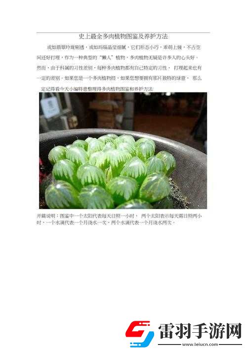 皇家共享小公主多肉養(yǎng)護(hù)方法全解