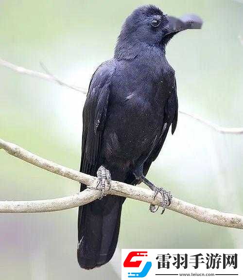 疑案追聲