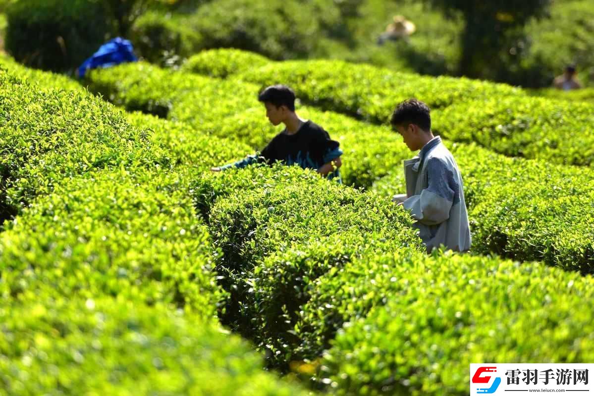 旅行者和麗莎拔蘿卜視頻