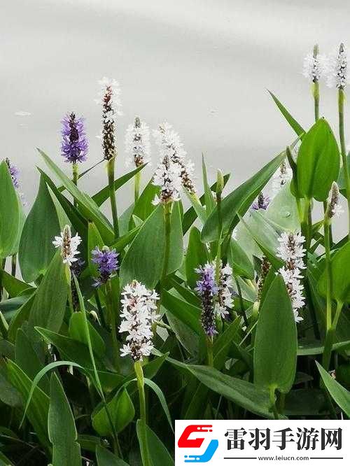 在江南水鄉(xiāng)探索百草花園的奧秘這些能動(dòng)的植物你見過嗎