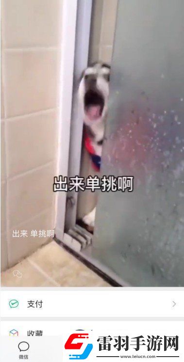 微信8.0狀態(tài)背景哈士奇下載8.0狀態(tài)背景素材哈士奇分享