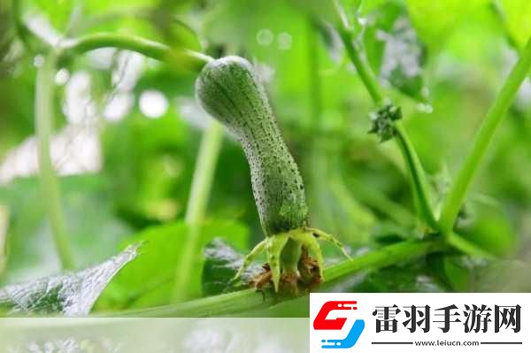 草莓綠巨人絲瓜香蕉黃瓜視頻大全