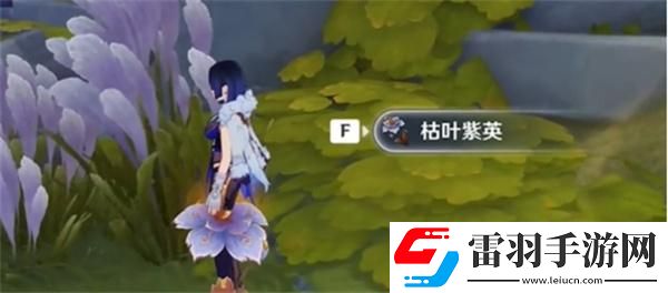原神枯葉紫英在哪