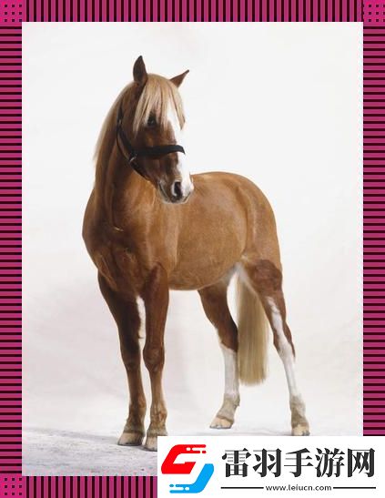 狂野西部zOom動物馬領銜潮流盛宴
