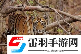 老虎是否會(huì)爬樹
