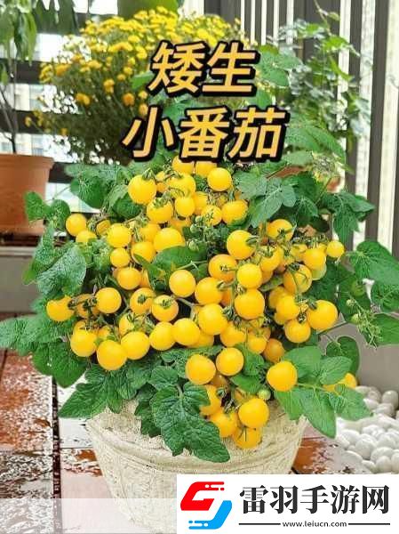 陽臺上的浪漫