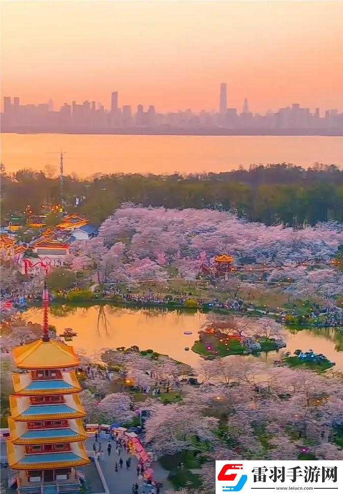 櫻花**