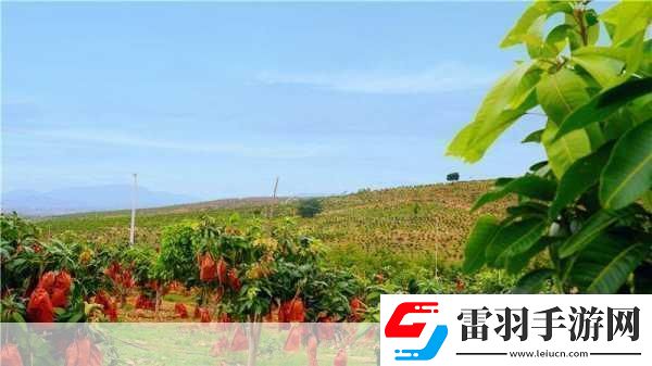 國產四線區(qū)芒果