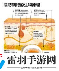 紐仕康脂肪燃燒彈
