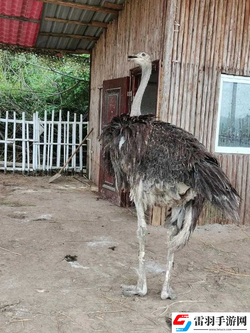 鴕鳥樂手