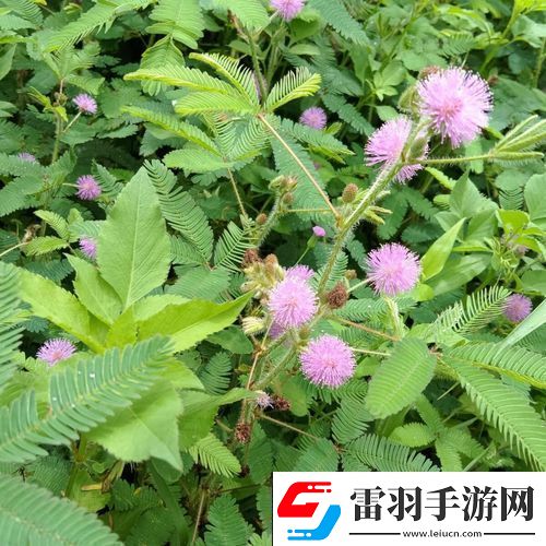 含羞草的莖