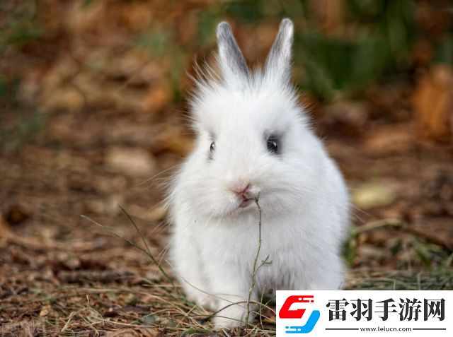 “兔與藥火焰藥水”