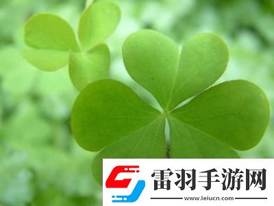 三葉草GW6797新品來襲