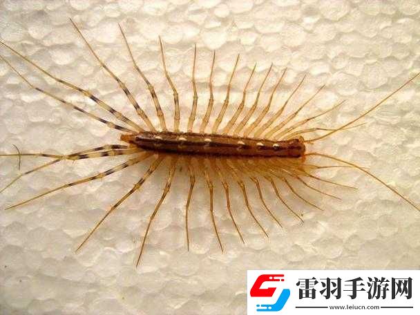 *黑毛逼——令人震驚的獨特存在