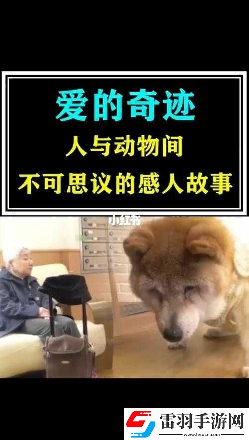 歐美人與動(dòng)物交