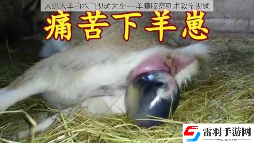 人進(jìn)入羊的水門(mén)視頻大全——羊膜腔穿刺術(shù)教學(xué)視頻