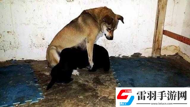女人與公拘交酡全過(guò)程女免費(fèi)