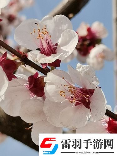 村長(zhǎng)喜春開(kāi)淑嬡的苞