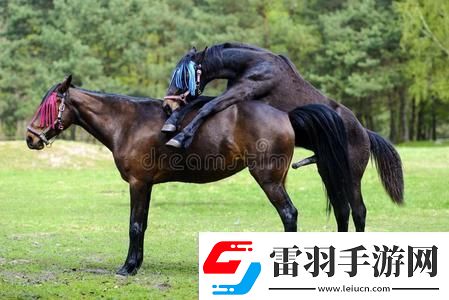 “交流配”奇葩說