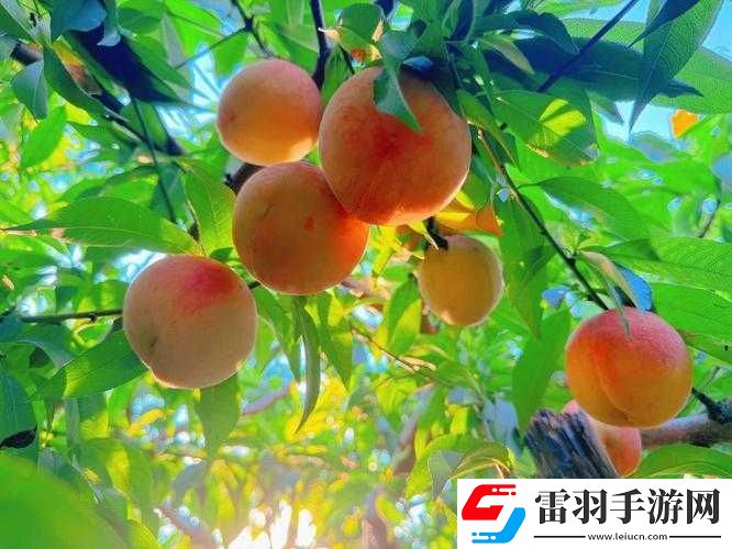 水蜜桃一品二品的獨特魅力與非凡品鑒