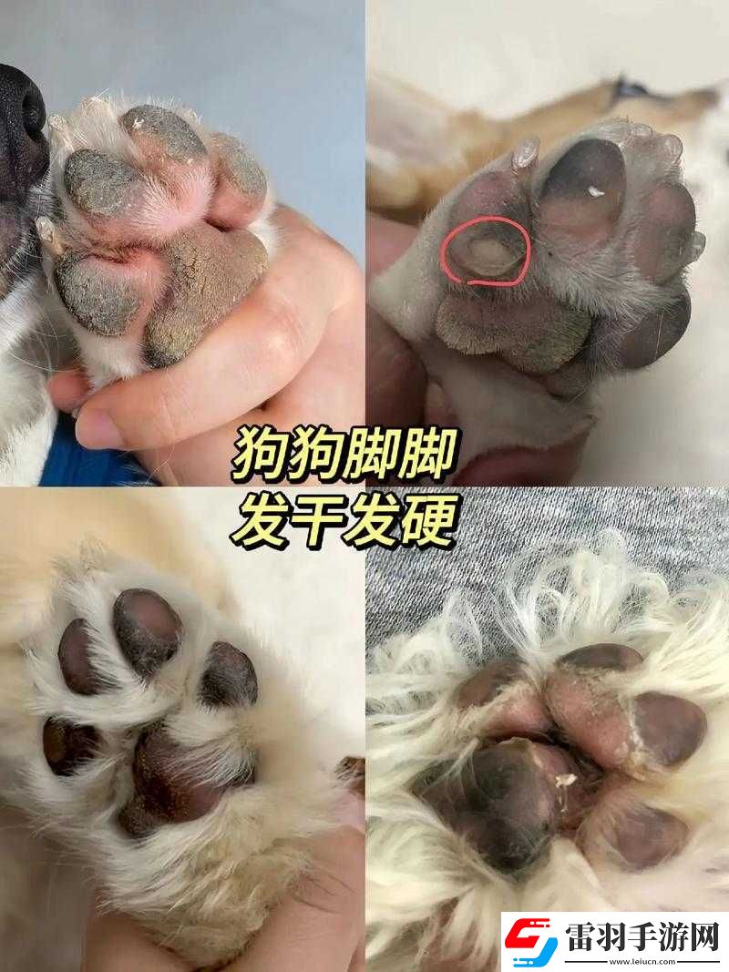 狗狗的東西又硬又燙這到底是什么情況令人費(fèi)解